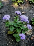 Ageratum houstonianum