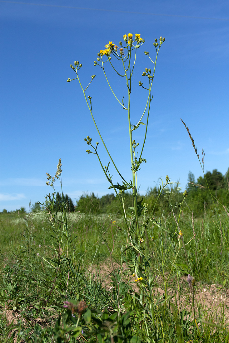 Изображение особи Crepis biennis.