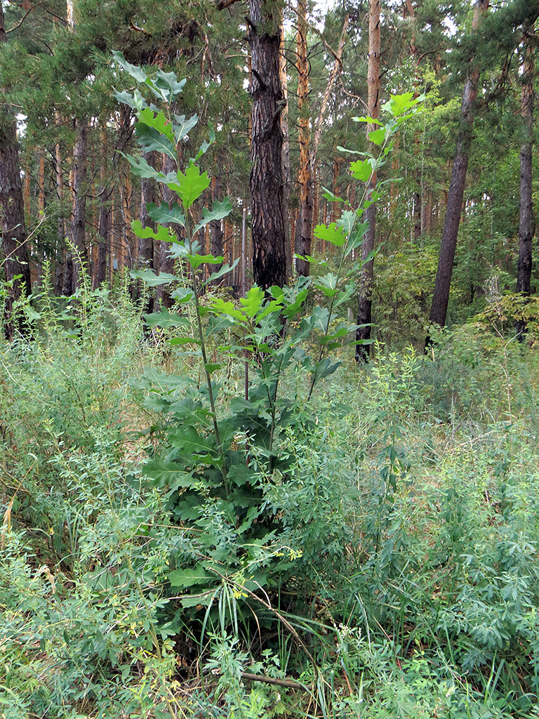 Изображение особи Quercus rubra.