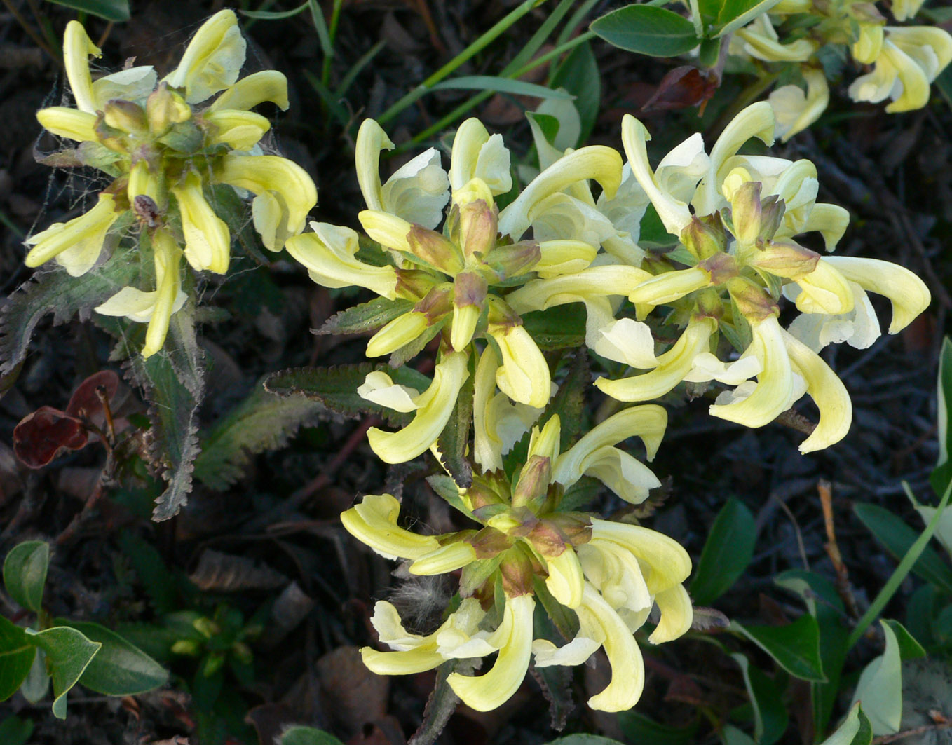 Изображение особи Pedicularis lapponica.