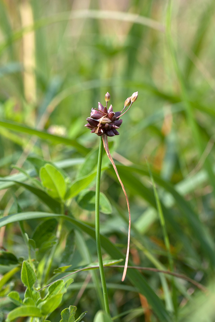 Изображение особи Allium oleraceum.