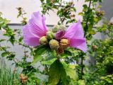 Hibiscus syriacus. Верхушка побега с цветками, бутонами и плодами. Крым, пос. Партенит, в культуре. 23.09.2018.