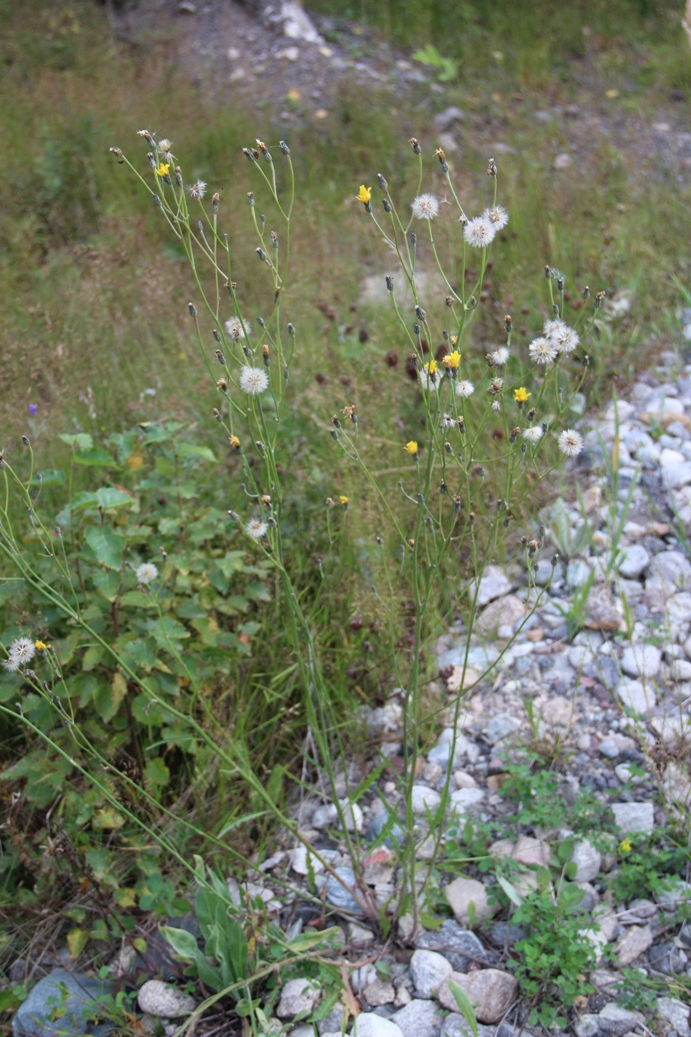 Изображение особи Crepis tectorum.