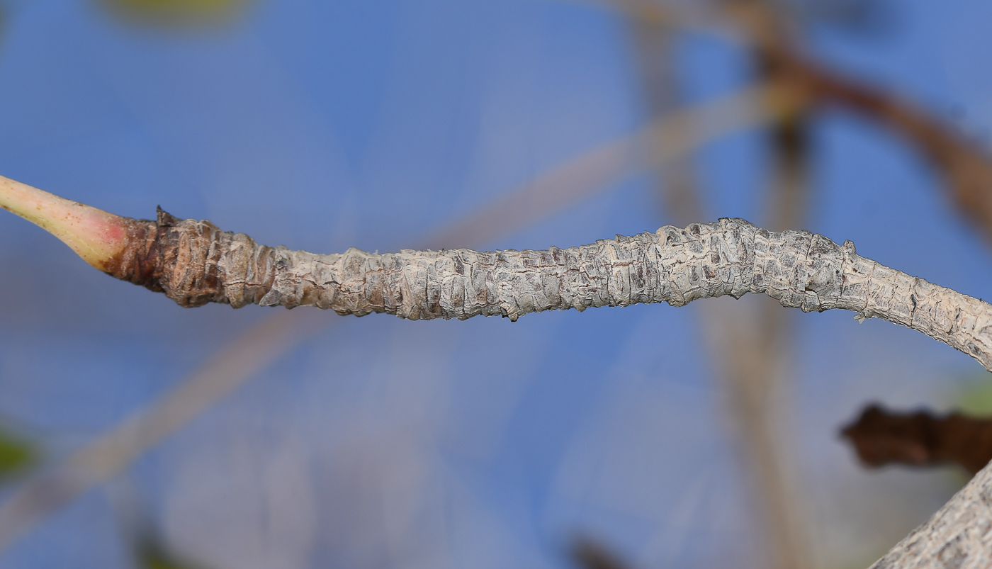 Изображение особи Sclerocarya birrea.