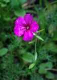 Phlox drummondii