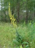 Verbascum marschallianum