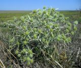 Eryngium campestre. Цветущее растение. Ростовская обл., Азовский р-н, окр. с. Кугей, подножие степного склона. 26.08.2019.