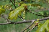 Quercus robur. Верхушка ветви с соцветиями. Калужская обл., Боровский р-н, окр. дер. Чёлохово, участок смешанного леса на месте пионерского лагеря. 20 мая 2020 г.