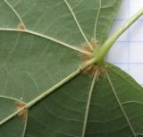 Tilia amurensis