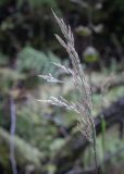 род Calamagrostis