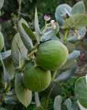 Calotropis procera. Верхушка побега с соцветием и плодами. Египет, мухафаза Кена, г. Луксор, у дороги. 07.05.2023.