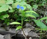 Commelina communis