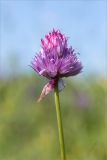 Allium schoenoprasum. Верхушка побега с соцветием. Мурманская обл., п-ов Средний, устье р. Выкат, разнотравный приморский луг. 12.07.2023.