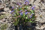 Pulmonaria mollis. Цветущее растение. Бурятия, Кабанский р-н, обочина дороги. 22.05.2023.