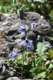 род Delphinium