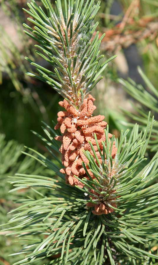 Изображение особи Pinus mugo.