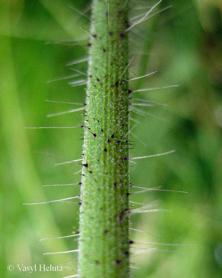 Изображение особи Pilosella aurantiaca.