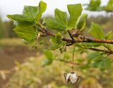 Euonymus sachalinensis. Ветвь с бутонами и прошлогодним плодом. Южный Сахалин, Долинский р-н, Долинский хр., близ р. Пуховая. 05.06.2011.