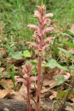 Orobanche hederae. Цветущие растения. Крым, южный берег, окр. Мисхора, сосновый лес. 28 мая 2012 г.