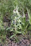 Onosma dichroantha. Расцветающее растение. Южный Казахстан, хр. Боролдайтау, ущ. Бозторгай. 25.04.2012.