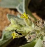 Chrozophora tinctoria. Верхушка соцветия с сидящим муравьём. Израиль, Шарон, окрестности г. Герцлия. 06.05.2008.
