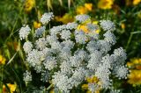 Ammi majus. Общее соцветие. Израиль, Шарон, пос. Кфар Шмариягу. 27.03.2013.