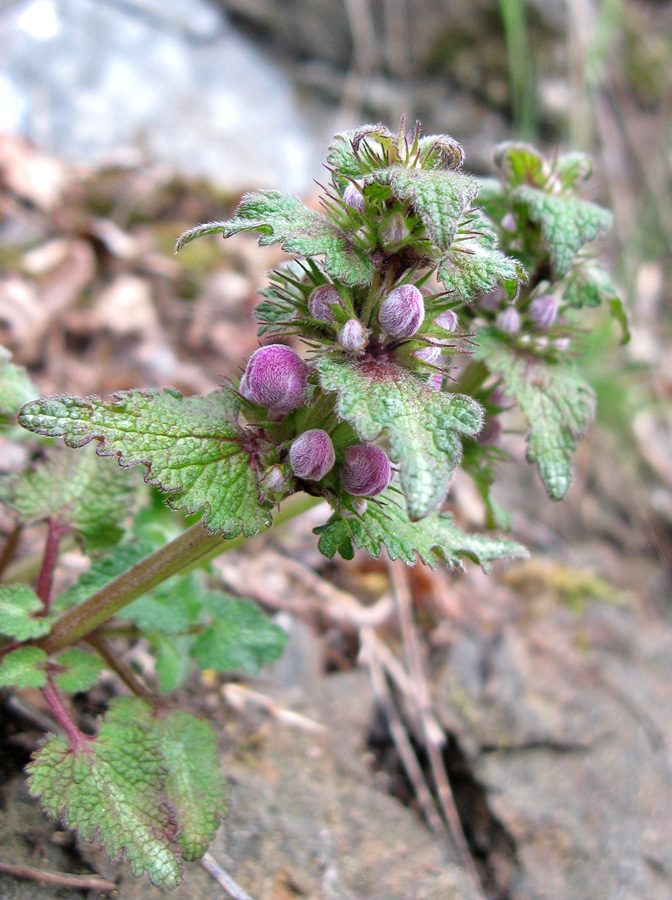 Изображение особи Lamium maculatum.