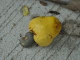 Anacardium occidentale