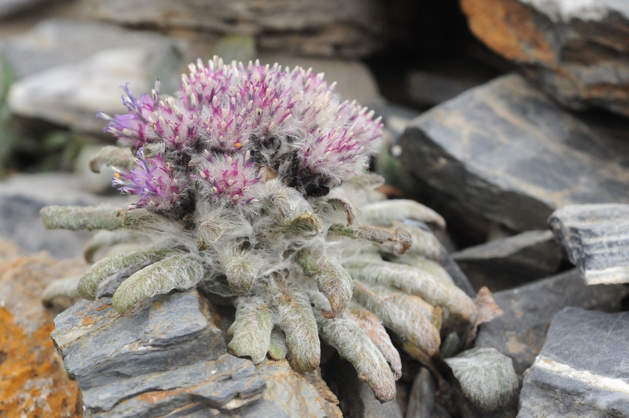 Изображение особи Saussurea glacialis.