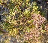 Limonium sokotranum