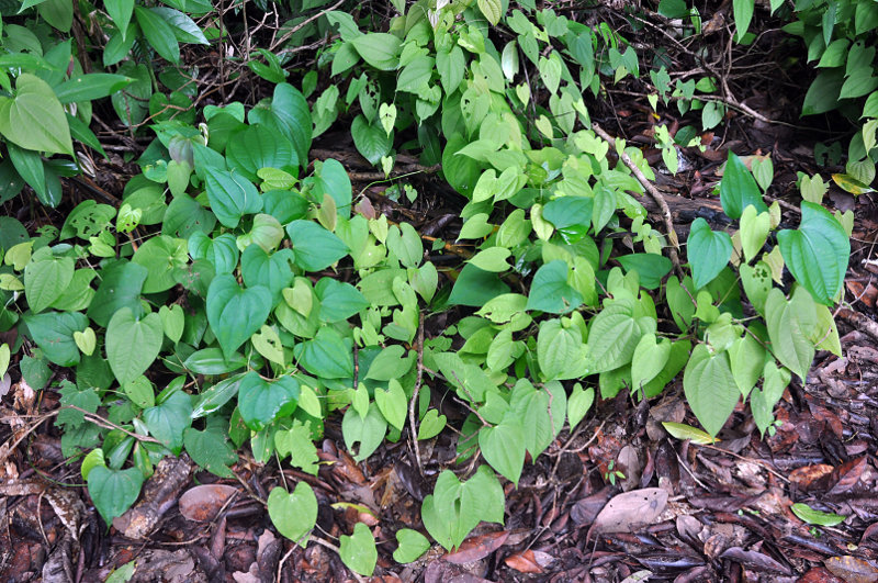 Изображение особи Dioscorea bulbifera.