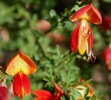 Cytisus × praecox. Цветки ('Hollandia'). Германия, г. Дюссельдорф, Ботанический сад университета. 04.05.2014.