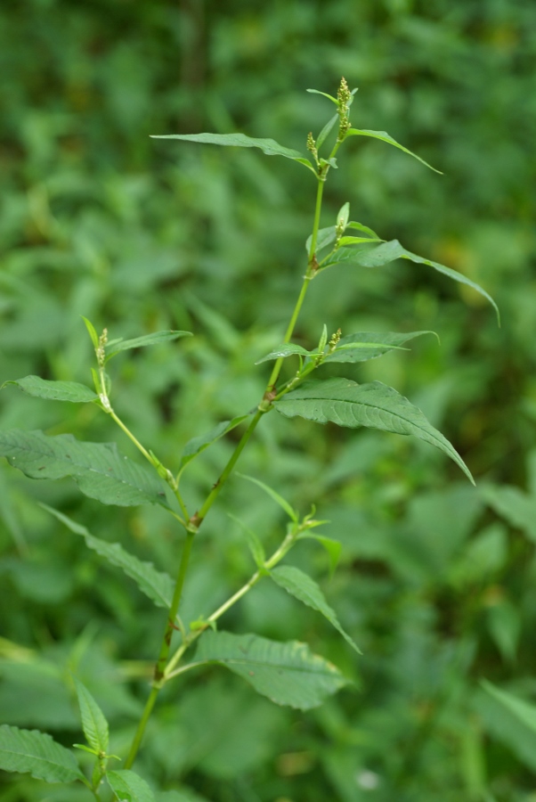 Изображение особи Aconogonon limosum.