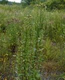 Cirsium setosum