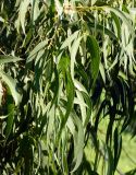 Eucalyptus viminalis. Ветви с цветком и бутонами. Республика Абхазия, Новый Афон, территория дачи Сталина. Август 2014 г.