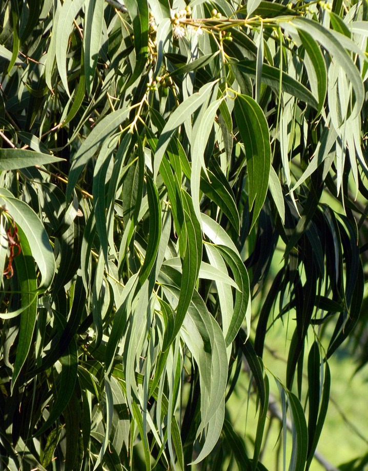 Изображение особи Eucalyptus viminalis.