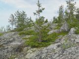 Pinus friesiana. Угнетённое дерево у верхней границы леса. Мурманская обл., Североморский р-н. Июнь 2008 г.