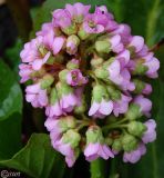 Bergenia crassifolia