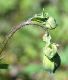 Codonopsis clematidea. Верхушка побега с бутонами. Кыргызстан, Нарынская обл., левый берег р. Нарын, долина руч. Бурган-Суу. 11.06.2015.