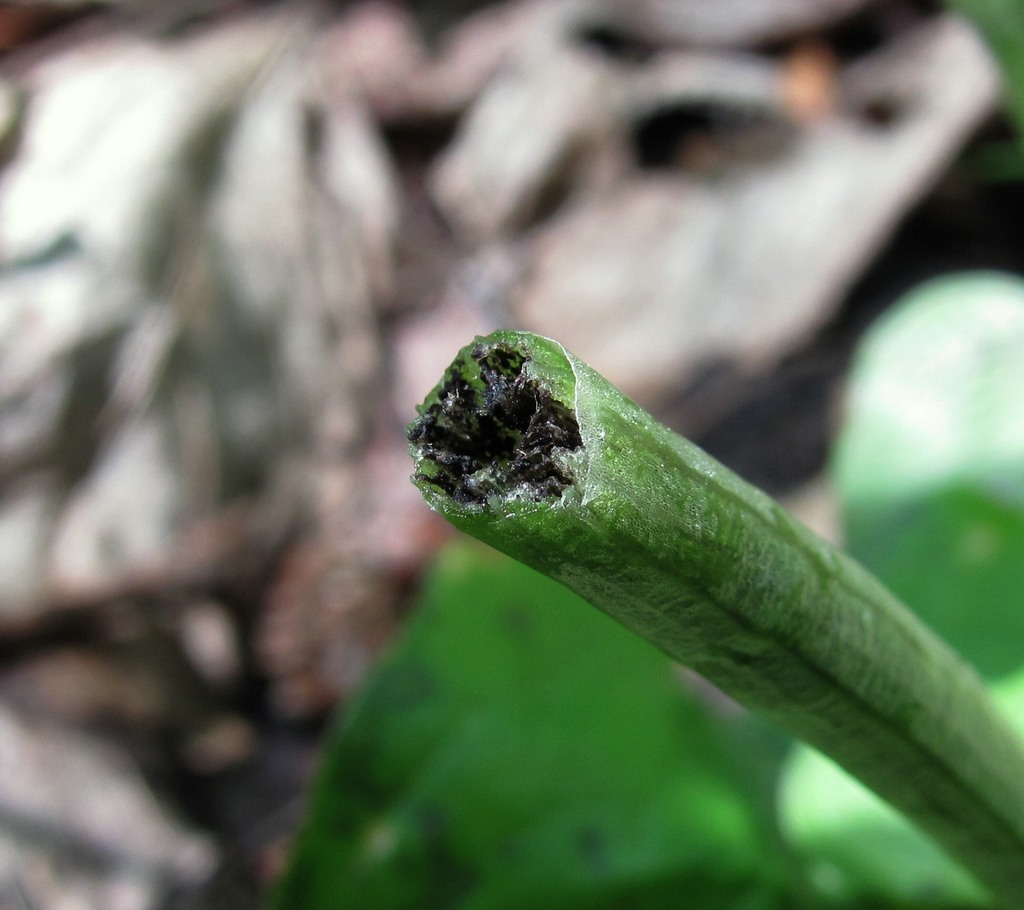 Изображение особи Arum maculatum.