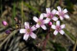 Gypsophila pacifica