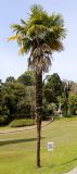Trachycarpus fortunei. Вечнозелёное дерево. Краснодарский край, г. Сочи, Дендрарий. 22.03.2017.