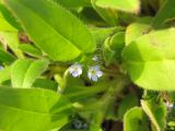 Myosotis sparsiflora. Цветы. Тамбовская обл., Петровский р-н, дер. Новая Васильевка, вырубка в саду. 30.04.2017.