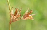 Juncus ambiguus. Вскрывшиеся плоды-коробочки с семенами. Север Краснодарского края, пойма р. Ея между станицами Шкуринская и Канеловская, придорожная лужа. 03.07.2017.