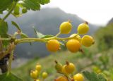 Ribes orientale