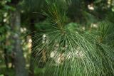 Pinus wallichiana