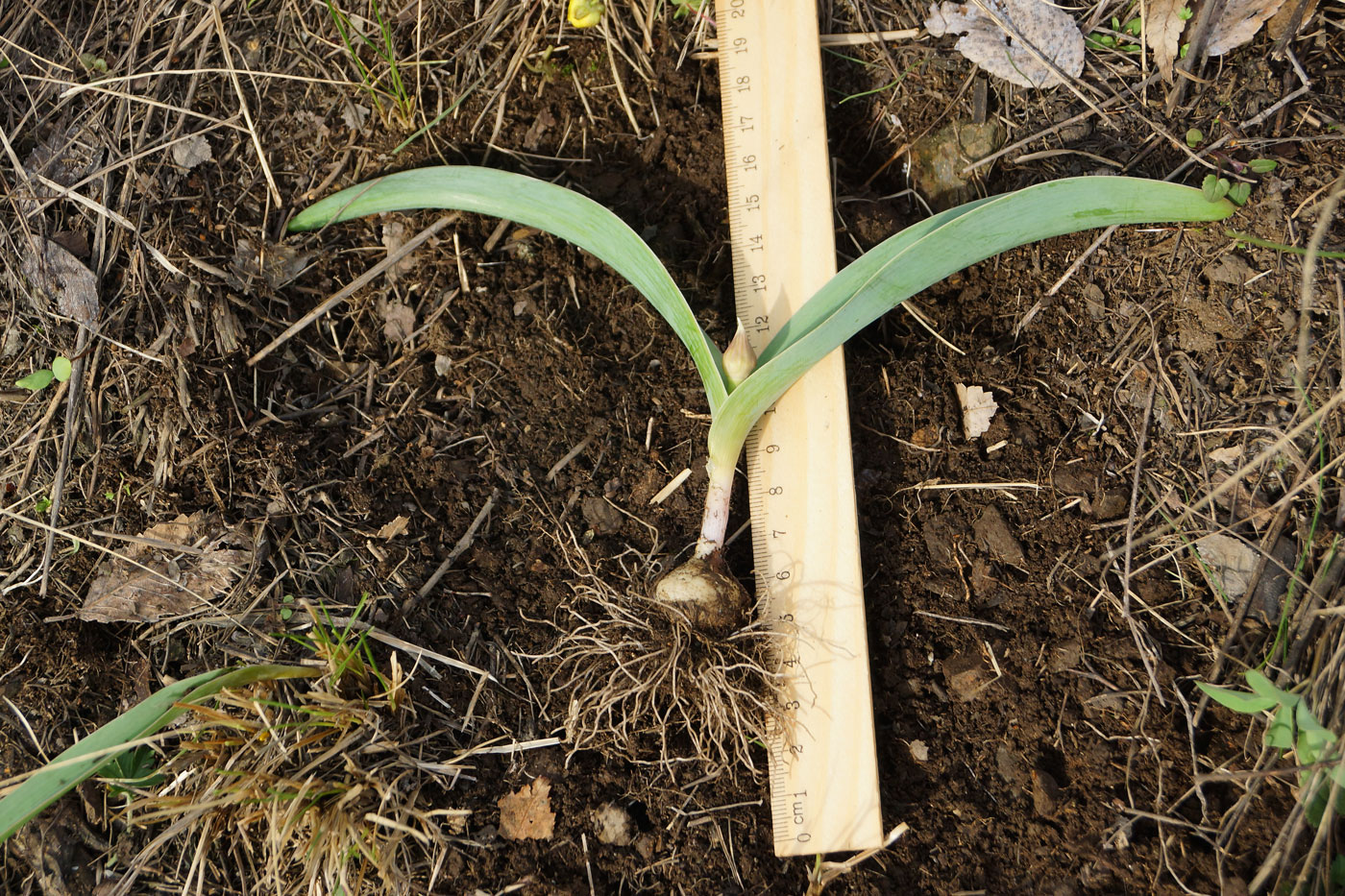 Image of Allium tulipifolium specimen.