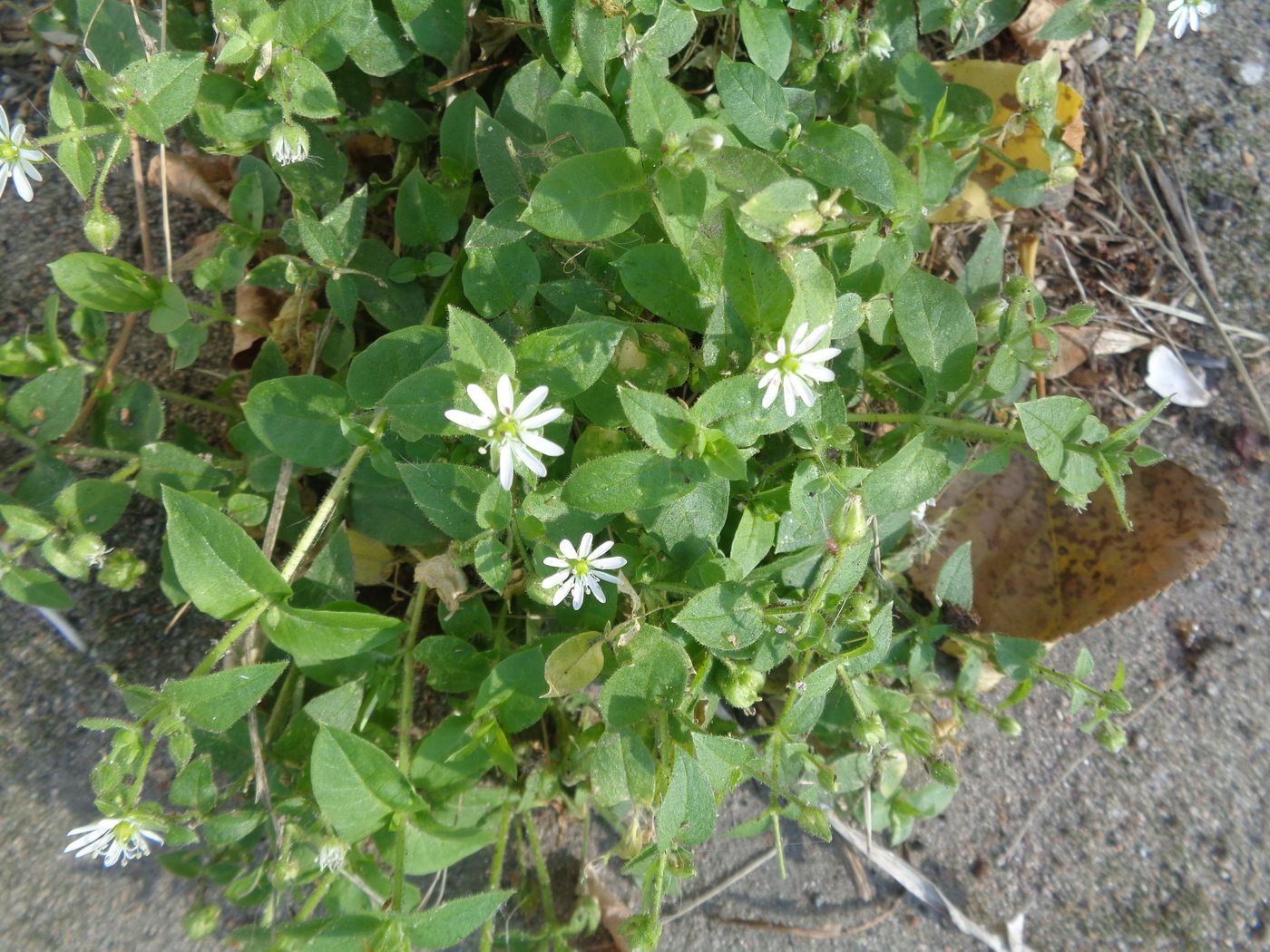 Изображение особи Myosoton aquaticum.