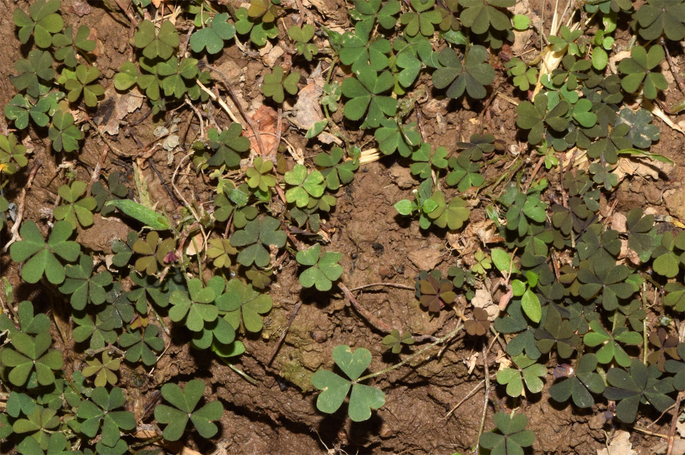 Изображение особи Oxalis corniculata.