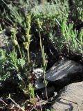 Linaria simplex. Цветущее растение. Дагестан, окр. с. Талги, каменистый склон горы. 22.04.2019.